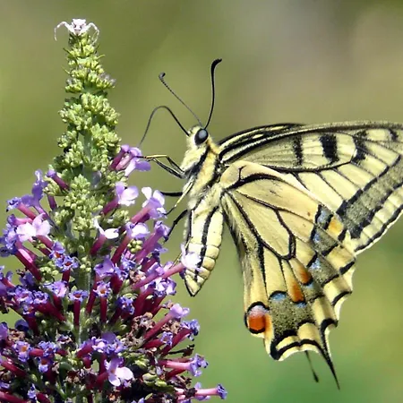 Castel De - L'egyptien
